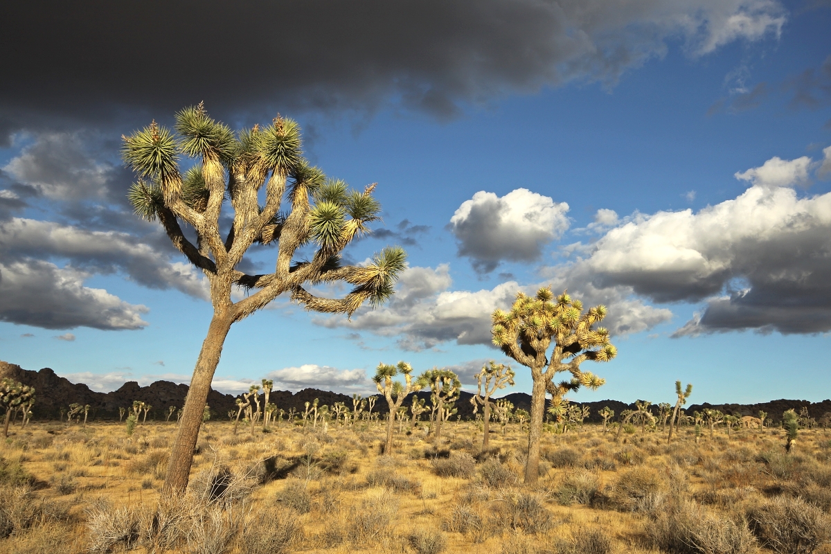 3. miesto - Joshua Tree National Park, California v USA, fotku poslal Tom&aacute;&scaron; Chrudimsk&yacute; z FRIMO Group GmbH